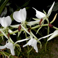 Angraecum longicalcar x comorense