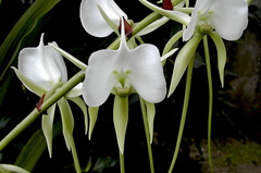 Angraecum longicalcar x comorense