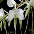 Angraecum longicalcar x comorense