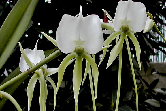 Angraecum longicalcar x comorense