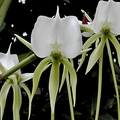 Angraecum longicalcar x comorense