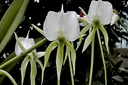 Angraecum longicalcar x comorense