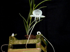 Angraecum scottianum