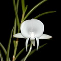 Angraecum scottianum