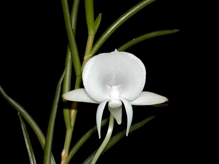 Angraecum scottianum