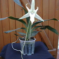 Angraecum sesquipedale