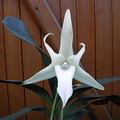 Angraecum sesquipedale