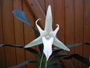 Angraecum sesquipedale