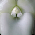 Angraecum sesquipedale