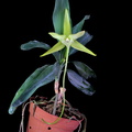 Angraecum sesquipedale