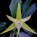 Angraecum sesquipedale