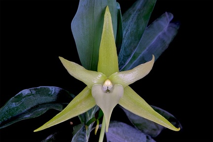 Angraecum sesquipedale