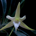 Angraecum sesquipedale