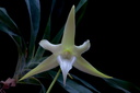 Angraecum sesquipedale