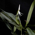 Jumellea arborescens