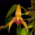 Bulbophyllum Frank Smith