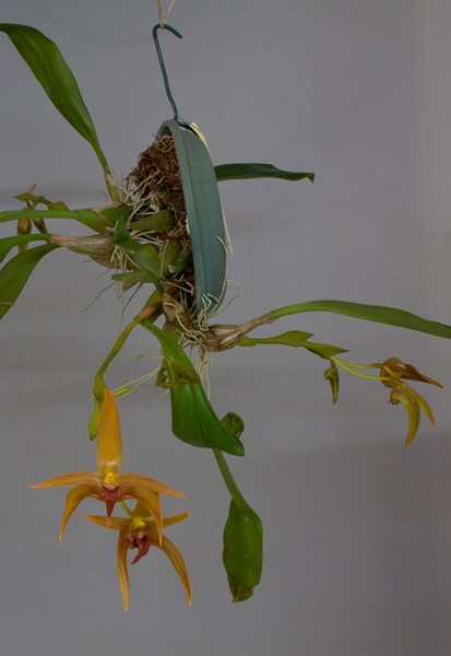 Bulbophyllum Frank Smith (lobbii x carunculatum) Bulbophyllum_Frank_Smith2.jpg