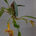 Bulbophyllum Frank Smith