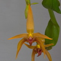 Bulbophyllum_Frank_Smith3.jpg