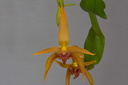 Bulbophyllum Frank Smith