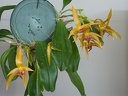 Bulbophyllum Frank Smith