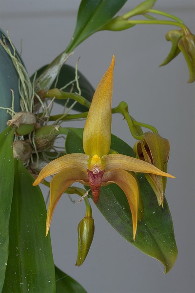 Bulbophyllum Frank Smith