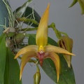 Bulbophyllum_Frank_Smith5.jpg