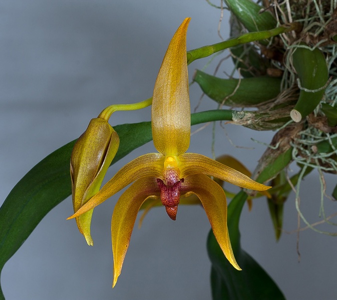 Bulbophyllum_Frank_Smith6.jpg