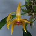 Bulbophyllum_Frank_Smith6.jpg