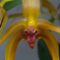 Bulbophyllum Frank Smith