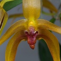 Bulbophyllum_Frank_Smith7.jpg