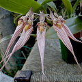 Bulbophyllum_Sander1.jpg