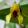 Bulbophyllum carunculatum