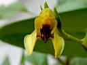 Bulbophyllum carunculatum