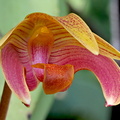 Bulbophyllum claptonense