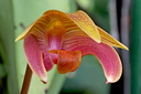 Bulbophyllum claptonense