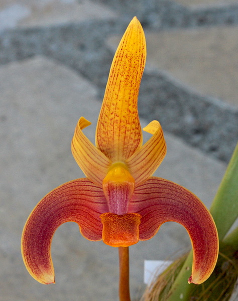 Bulbophyllum claptonense Rolfe Bulbophyllum_claptonense2.jpg