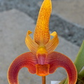 Bulbophyllum claptonense