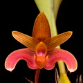 Bulbophyllum_claptonense3.jpg