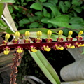 Bulbophyllum falcatum