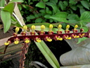 Bulbophyllum falcatum