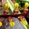 Bulbophyllum falcatum