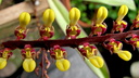 Bulbophyllum falcatum