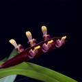 Bulbophyllum falcatum