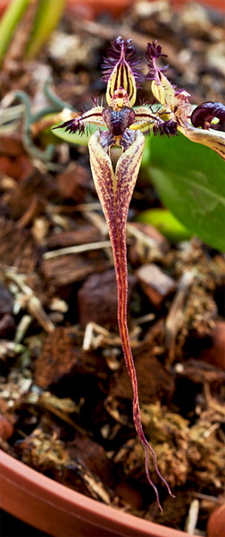 Bulbophyllum fascinator