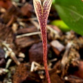 Bulbophyllum fascinator