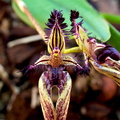 Bulbophyllum fascinator