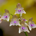 Bulbophyllum guttulatum