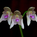 Bulbophyllum guttulatum