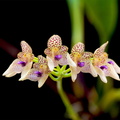 Bulbophyllum guttulatum